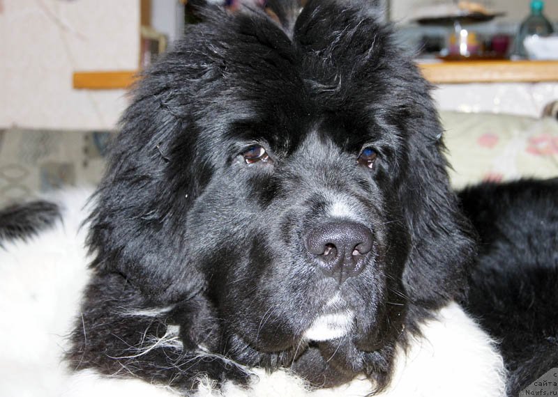 Фото: ньюфаундленд Супер Бизон Мирослава