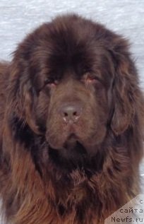 Фото: ньюфаундленд Ньюфорт Ю'Северино