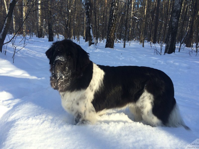 Фото: ньюфаундленд Плюшевая Панда Ультра Модная Штучка (Plushevaya Panda Ultra Modnaja Schtutschka)