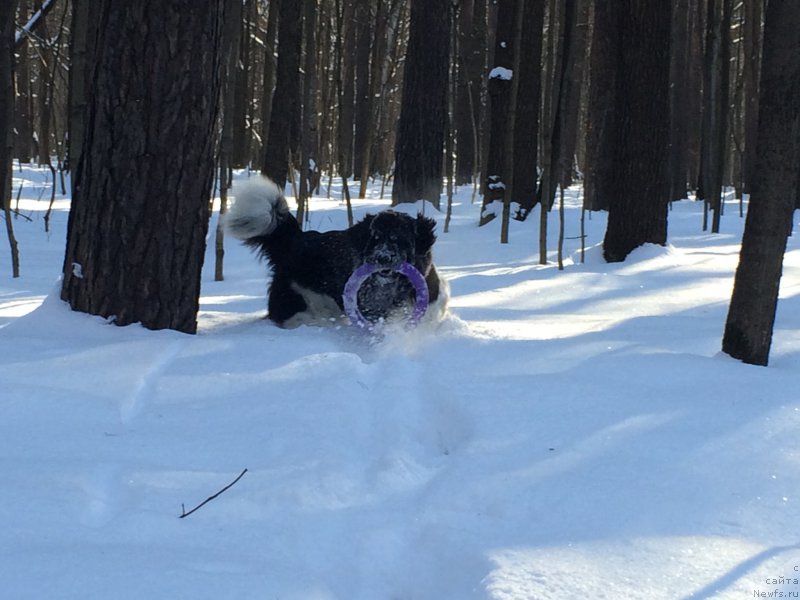 Фото: ньюфаундленд Плюшевая Панда Ультра Модная Штучка (Plushevaya Panda Ultra Modnaja Schtutschka)