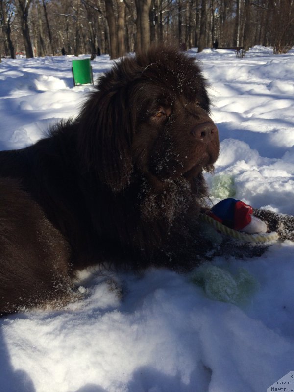 Фото: ньюфаундленд Кипер Соул Перфект Виктори