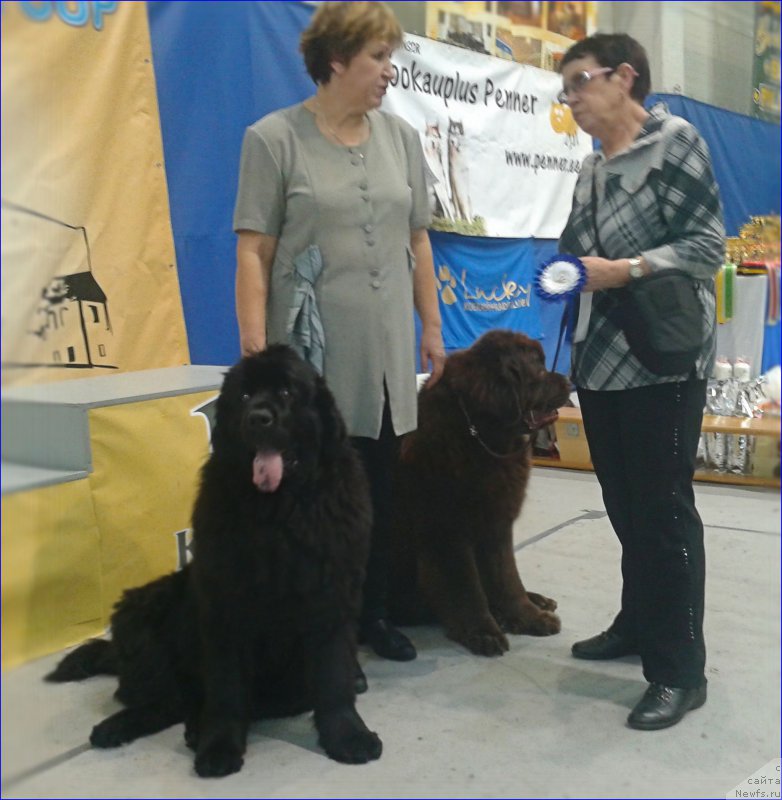 Фото: ньюфаундленд Фанньюф Жемапель Мадам Нуар (Funnewf Jemapel Madam Nuar), Людмила Павлова, Людмила Прохорова