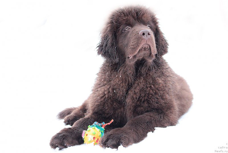 Фото: ньюфаундленд Наоми Таголири фор Браунблад (Naomi Tagoliri for Brouwnblood)