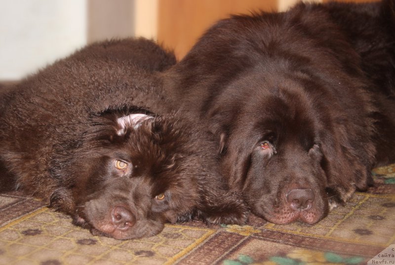 Фото: ньюфаундленд Сверкающая Гора Машаме (Sverkayuzhaya Gora Mashame), ньюфаундленд Наоми Таголири фор Браунблад (Naomi Tagoliri for Brouwnblood)
