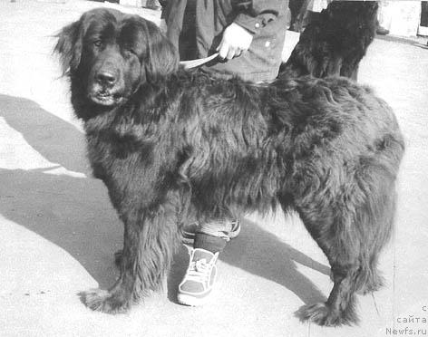 Фото: ньюфаундленд Юдифь Ник Ви