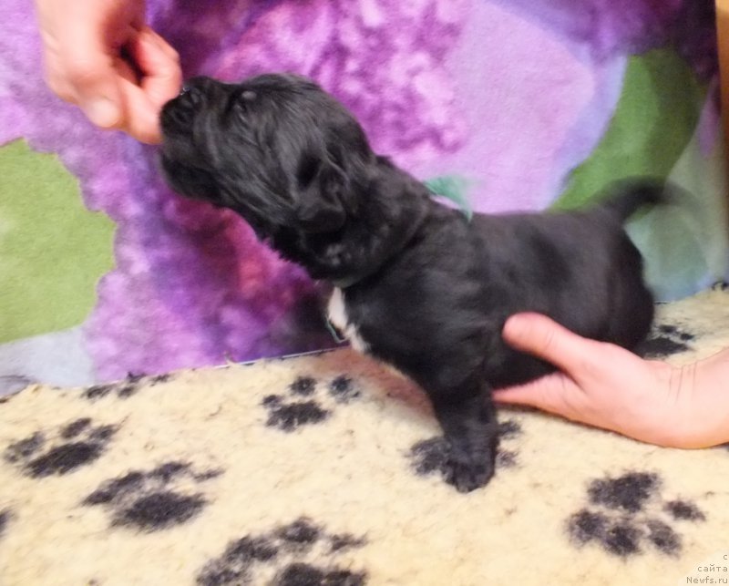 Фото: ньюфаундленд Ланкастер