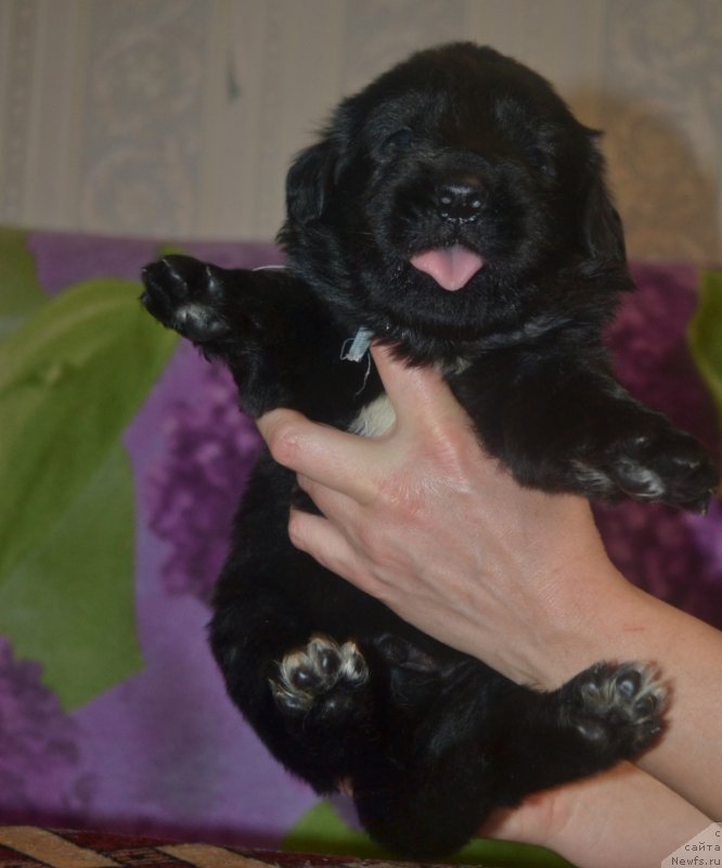 Фото: ньюфаундленд Ланкастер