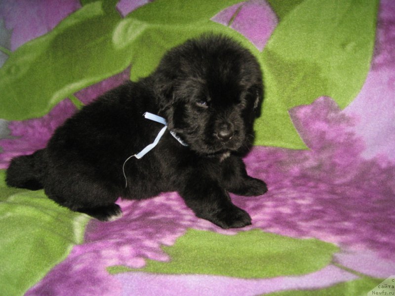 Фото: ньюфаундленд Ланкастер