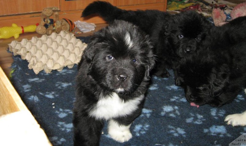 Фото: ньюфаундленд Лара Крофт