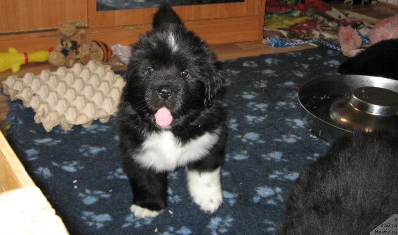 Фото: ньюфаундленд Лара Крофт