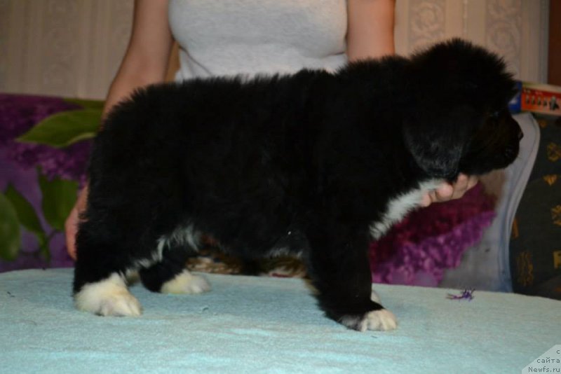 Фото: ньюфаундленд Лара Крофт