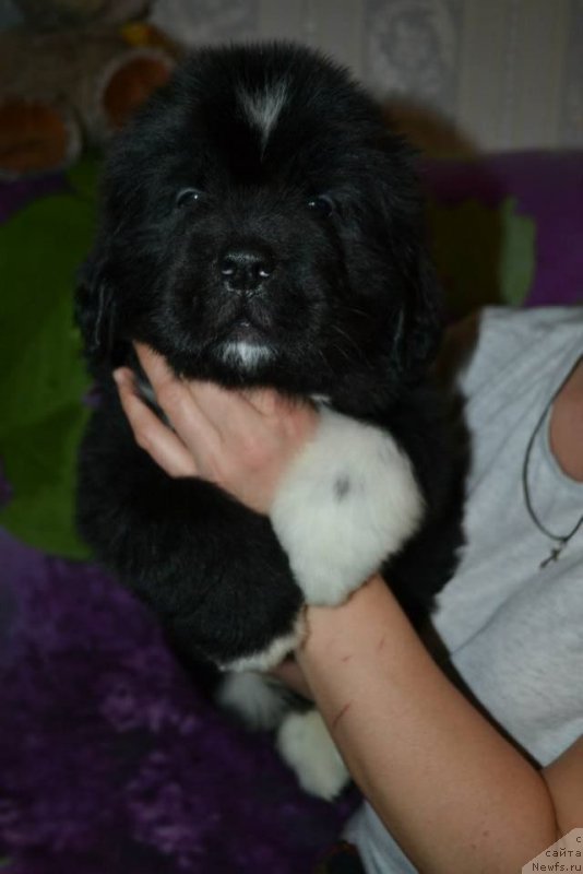 Фото: ньюфаундленд Лара Крофт