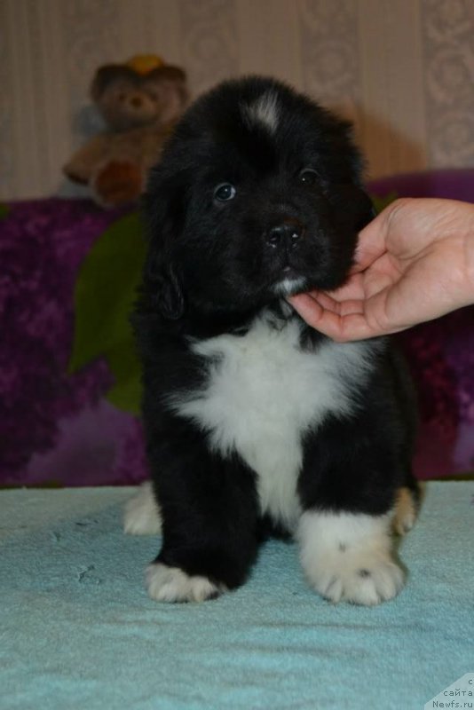 Фото: ньюфаундленд Лара Крофт