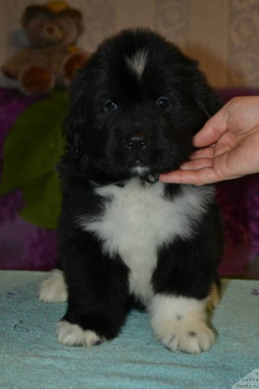 Фото: ньюфаундленд Лара Крофт