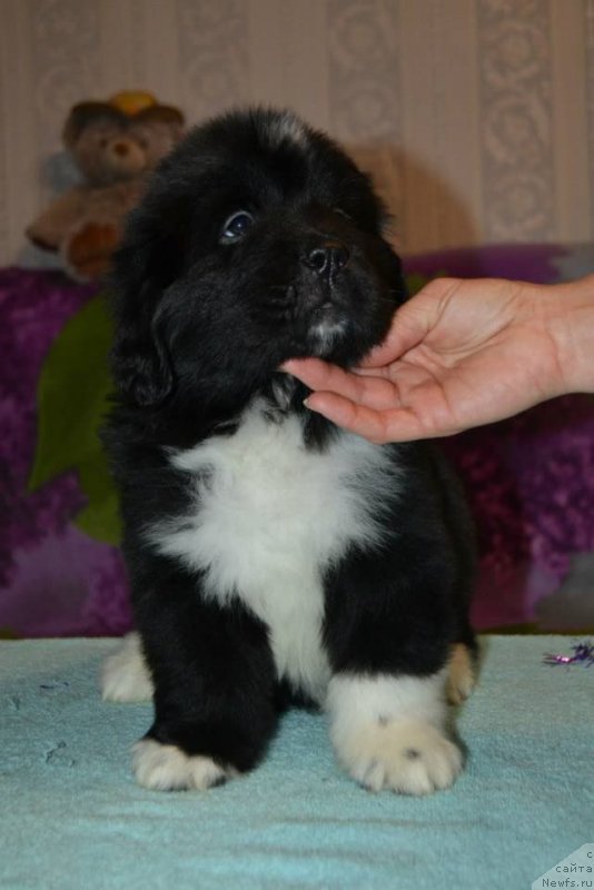 Фото: ньюфаундленд Лара Крофт