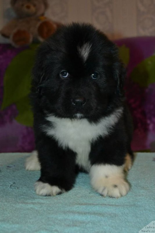 Фото: ньюфаундленд Лара Крофт