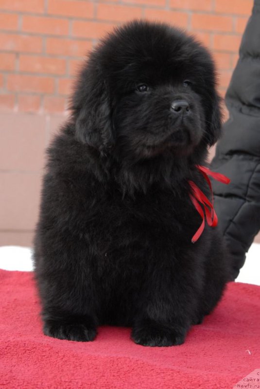 Фотография № 174678