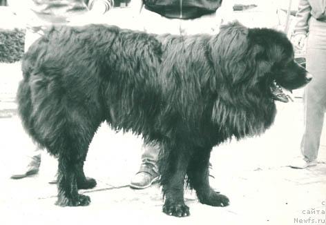 Фото: ньюфаундленд Ричард Юлирин