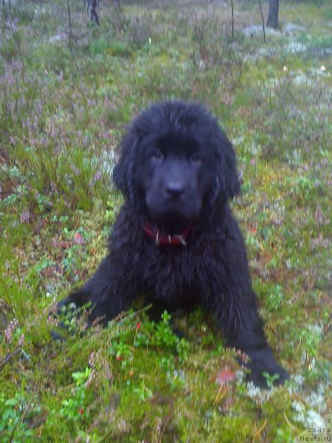 Фото: ньюфаундленд Энергия Океана