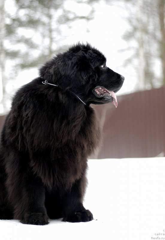 Фото: ньюфаундленд Флюфи Аваланч Эвер Реаду (Fluffy Avalanch Ever Ready)