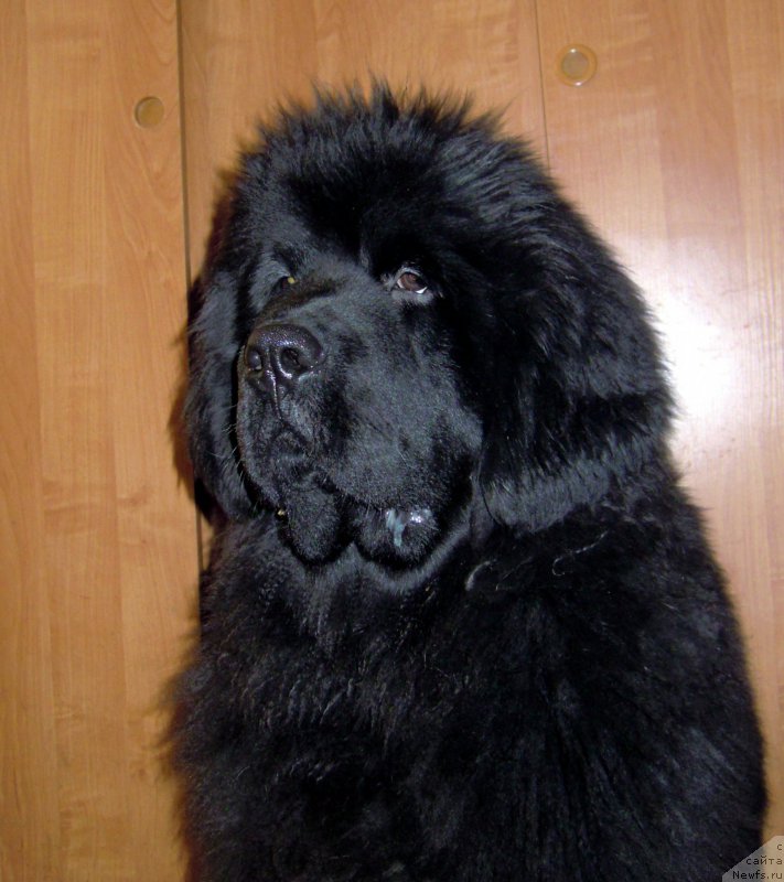 Фотография № 174720