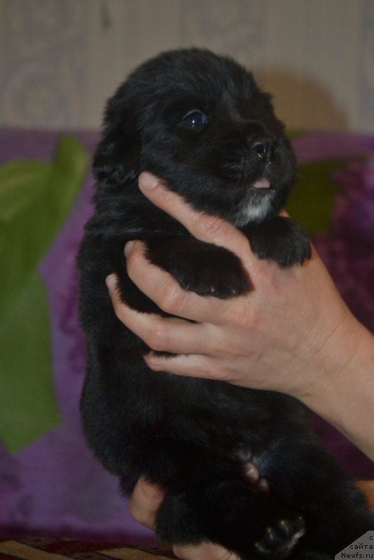 Фото: ньюфаундленд Ли Сан