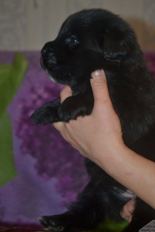 Фото: ньюфаундленд Ли Сан