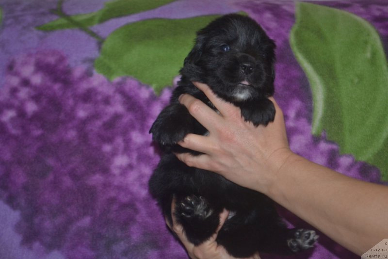 Фото: ньюфаундленд Ли Сан