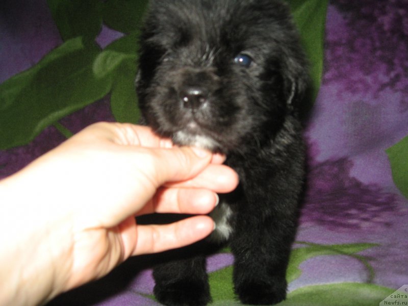 Фото: ньюфаундленд Ли Сан