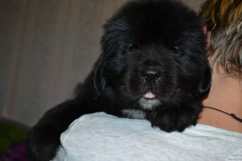 Фото: ньюфаундленд Ли Сан