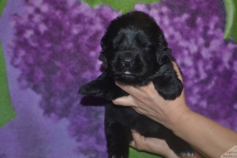 Фото: ньюфаундленд Леди Фортуна