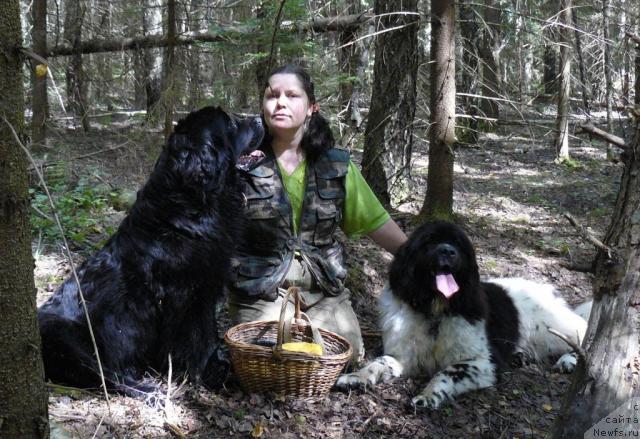 Фото: Елена Пушкарева, ньюфаундленд Берта (Berta), ньюфаундленд Восходящая Звезда (Voshodyashaya Zvezda)
