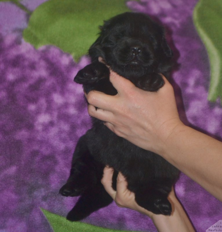 Фото: ньюфаундленд Лейси Лу