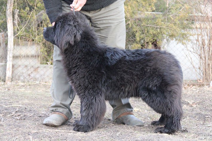 Фото: ньюфаундленд Янита с Берега Дона (Yanita s Berega Dona)
