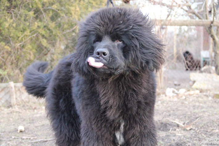 Фото: ньюфаундленд Янита с Берега Дона (Yanita s Berega Dona)