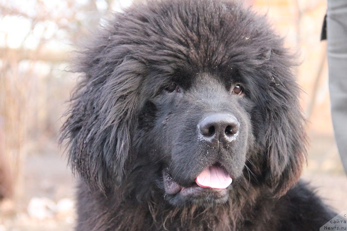 Фото: ньюфаундленд Янита с Берега Дона (Yanita s Berega Dona)