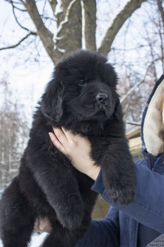 Фото: ньюфаундленд Лейси Лу