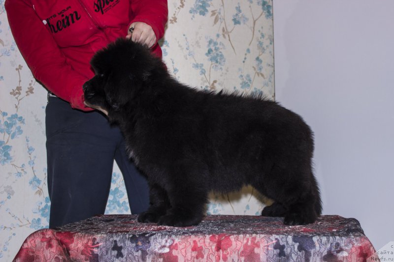 Фото: ньюфаундленд Лейси Лу