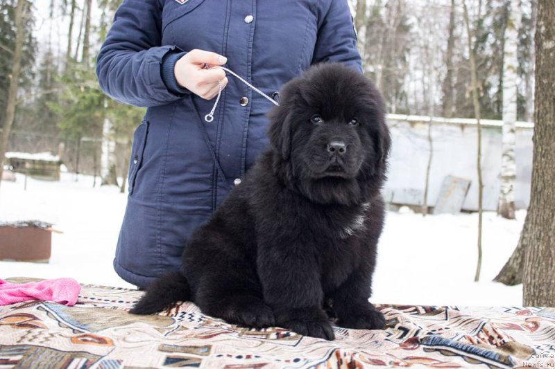 Фото: ньюфаундленд Лейси Лу