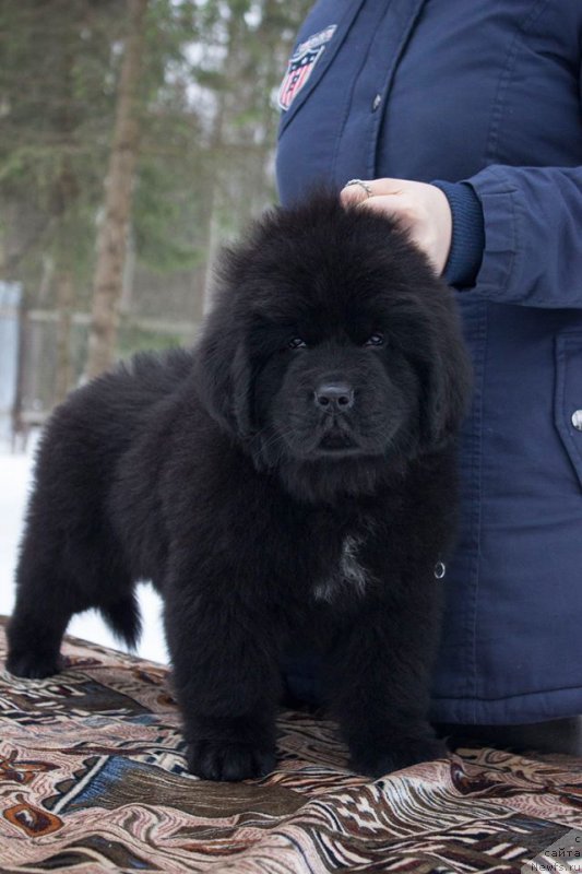 Фото: ньюфаундленд Лейси Лу