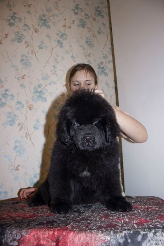Фото: ньюфаундленд Лейси Лу