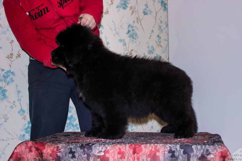 Фото: ньюфаундленд Лейси Лу