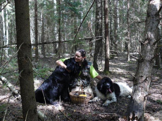 Фото: ньюфаундленд Берта (Berta), Елена Пушкарева, ньюфаундленд Восходящая Звезда (Voshodyashaya Zvezda)