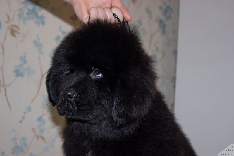 Фото: ньюфаундленд Лейси Лу