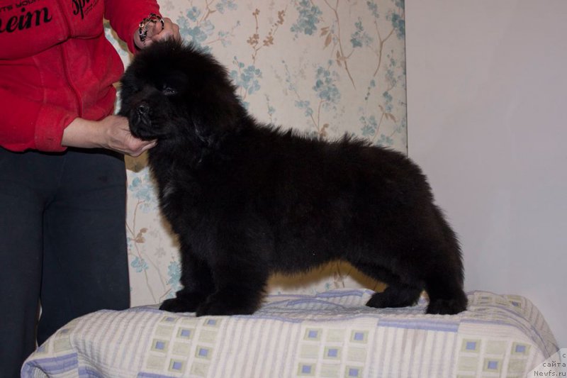 Фото: ньюфаундленд Лейси Лу