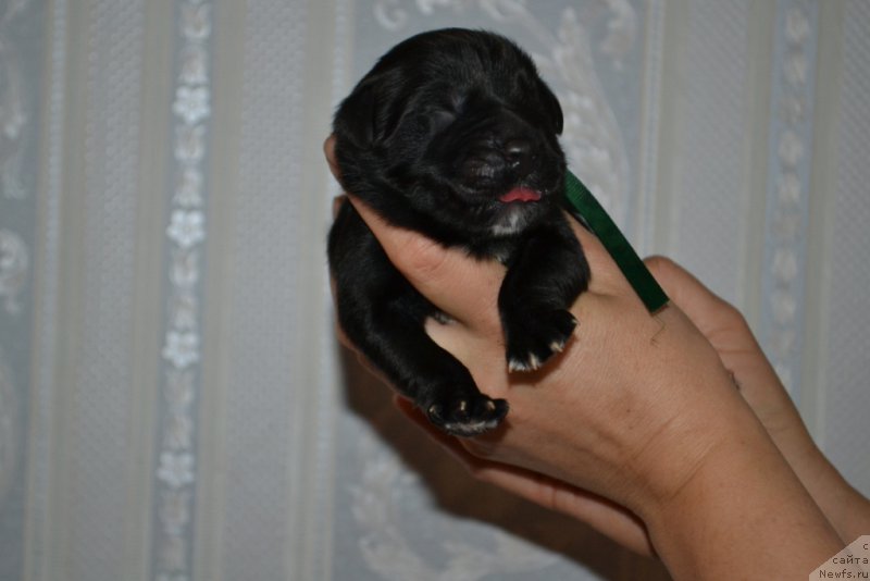 Фото: ньюфаундленд Люк Скайвокер