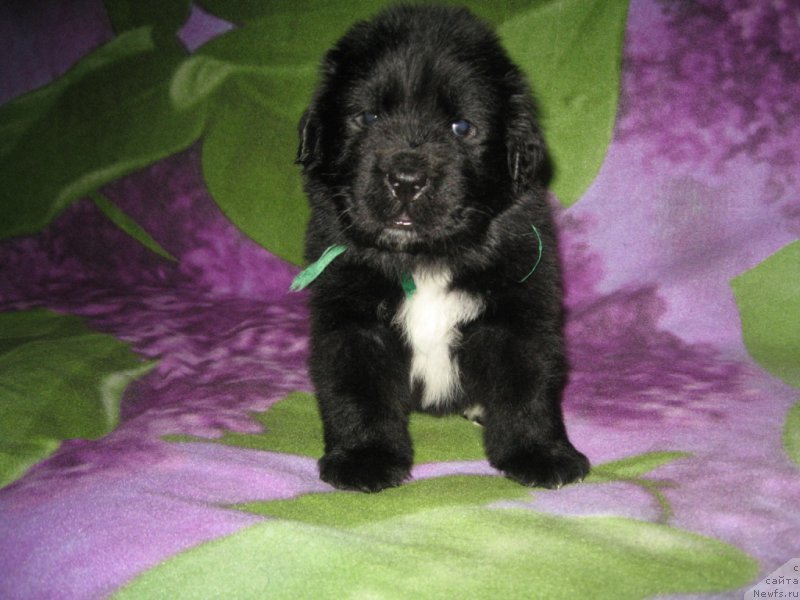 Фото: ньюфаундленд Люк Скайвокер