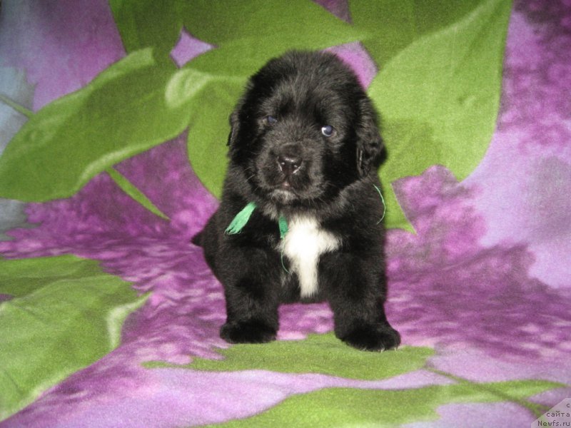 Фото: ньюфаундленд Люк Скайвокер