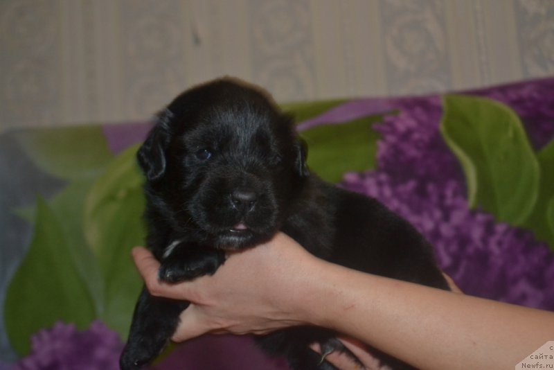 Фото: ньюфаундленд Люк Скайвокер