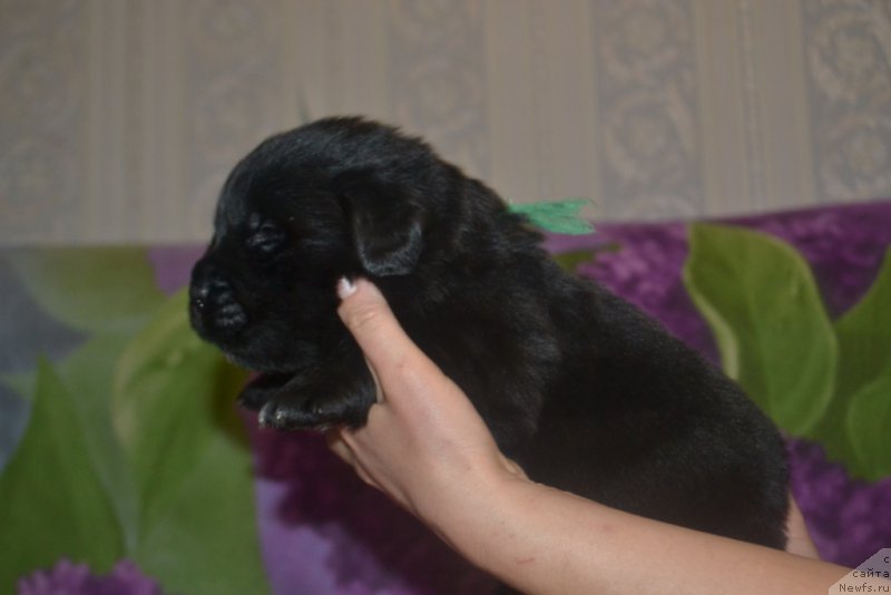 Фото: ньюфаундленд Люк Скайвокер